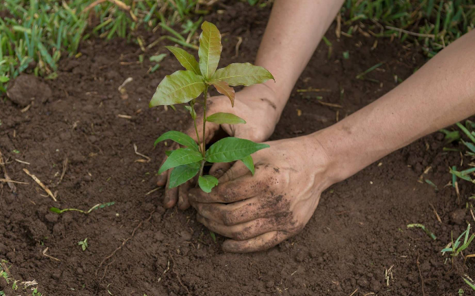 Descubre la importancia de la reforestación en la República Dominicana. Conoce cómo plantar árboles ayuda a combatir la deforestación, proteger la biodiversidad y crear un futuro sostenible.