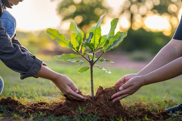 Descubre la importancia de la reforestación en la República Dominicana. Conoce cómo plantar árboles ayuda a combatir la deforestación, proteger la biodiversidad y crear un futuro sostenible.